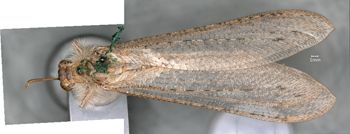 Media type: image;   Entomology 10637 Aspect: habitus dorsal view